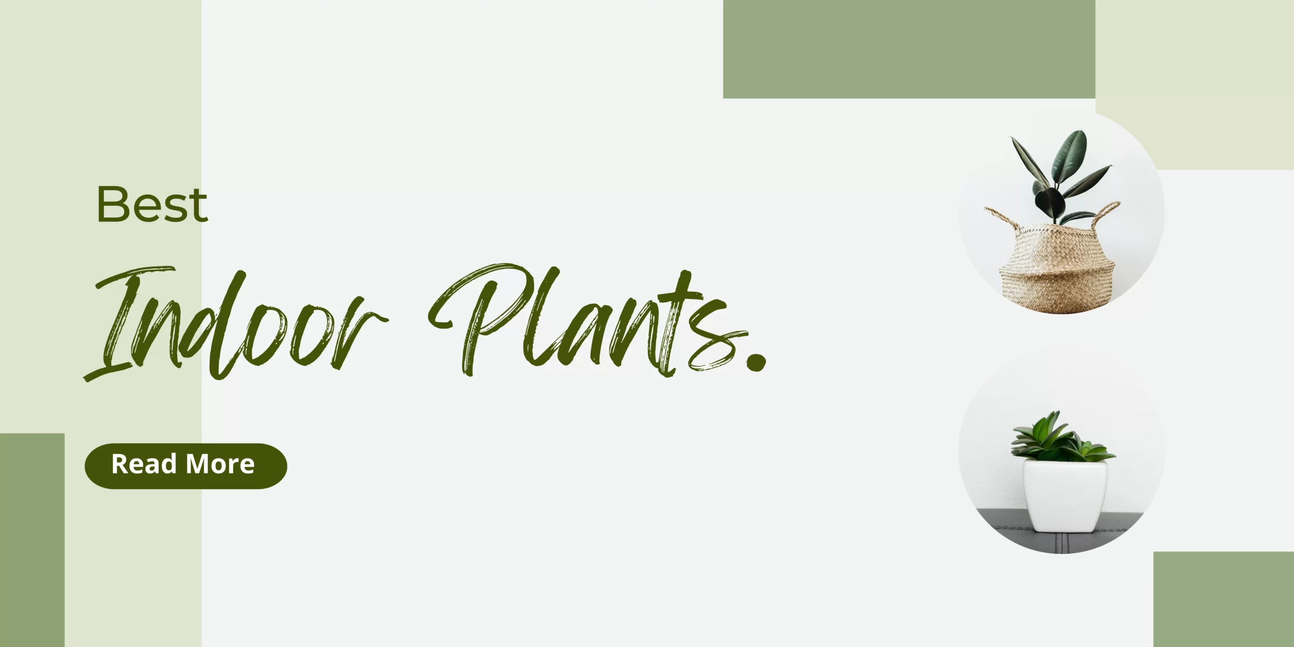 Best indoor plants for Clean Air